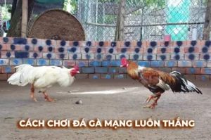 Bật Mí Cách Chơi Đá Gà Sabong Tại Vin777 Từ Cao Thủ Bất Bại 3 Bật Mí Cách Chơi Đá Gà Sabong Tại Vin777 Từ Cao Thủ Bất Bại