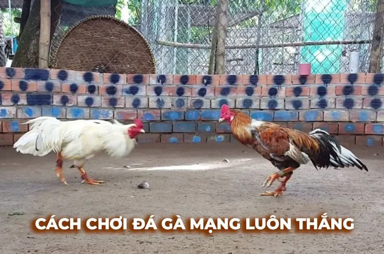 Bật Mí Cách Chơi Đá Gà Sabong Tại Vin777 Từ Cao Thủ Bất Bại 1 Bật Mí Cách Chơi Đá Gà Sabong Tại Vin777 Từ Cao Thủ Bất Bại